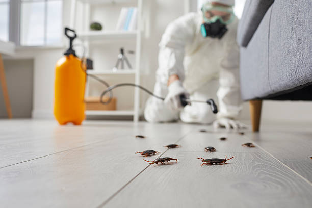 Commercial Kitchen Cockroach Control in La Cienega